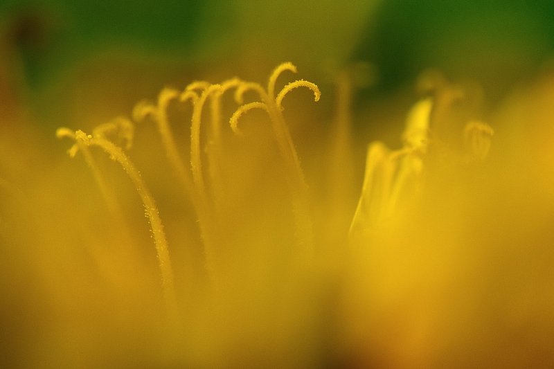 Natur &raquo; mmmhh...